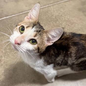 Raggedy Anne -  Domestic Short Hair Cat for Adoption in York, Pennsylvania - Raggedy Anne | PetCurious