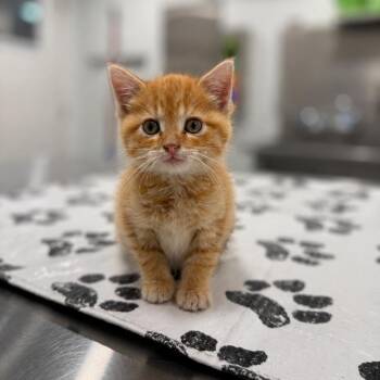 Sun -  Domestic Short Hair Cat for Adoption in St. Louis, Missouri - Sun | PetCurious