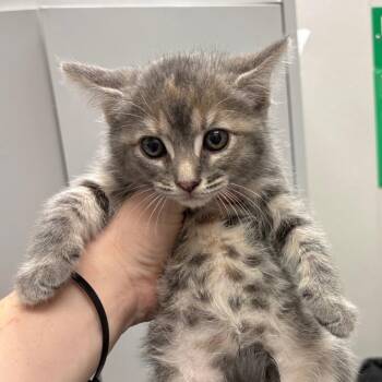 Fig Newton -  Domestic Medium Hair Cat for Adoption in Columbiana, Alabama - Fig Newton | PetCurious