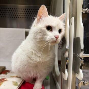 Betty -  Domestic Medium Hair and Domestic Short Hair Cat for Adoption in Merriam, Kansas - Betty | PetCurious