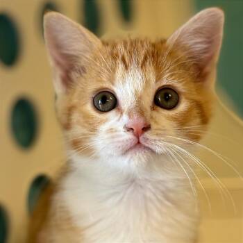Domestic Short Hair Cats Available for Adoption in Roxboro, North Carolina - Toast | PetCurious