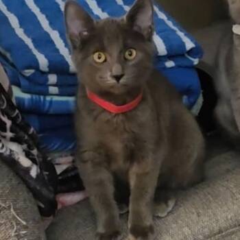 Lil -  Domestic Short Hair Cat for Adoption in Belleville, Illinois - Lil | PetCurious