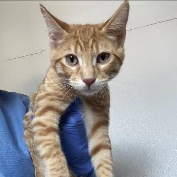 Granola -  Domestic Short Hair Cat for Adoption in Midland, Texas - Granola | PetCurious