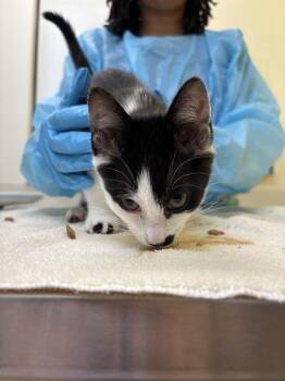 Takeo -  Domestic Short Hair Cat for Adoption in Raleigh, North Carolina - Takeo | PetCurious