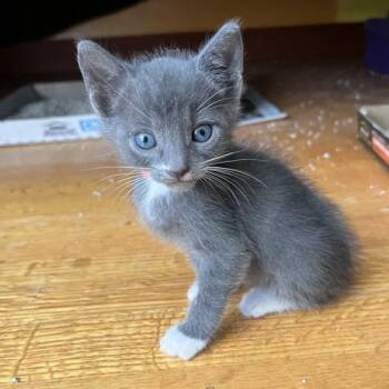 Ray -  Domestic Short Hair Cat for Adoption in Oakland, California - Ray | PetCurious