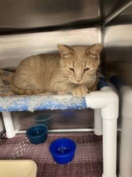 Cheeto -  Domestic Short Hair Cat for Adoption in Fergus Falls, Minnesota - Cheeto | PetCurious