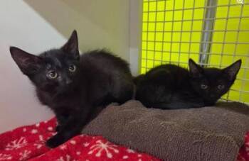 Candace -  Domestic Short Hair Cat for Adoption in Kansas City, Missouri - Candace | PetCurious