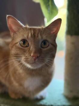 Rescue Domestic Short Hair and Tabby Cats for Adoption in Youngsville, North Carolina - Papaya | PetCurious