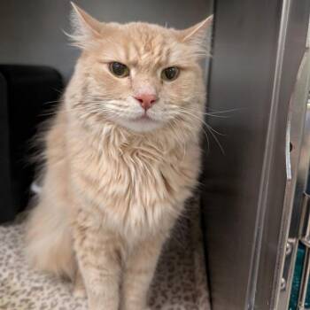 Ollie -  Domestic Long Hair Cat for Adoption in Titusville, Florida - Ollie | PetCurious
