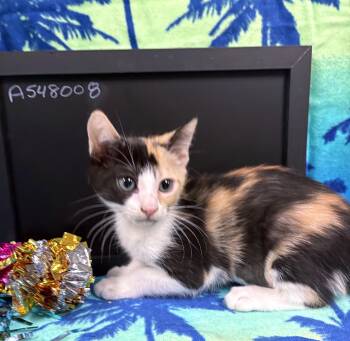 Rumy -  Domestic Short Hair Cat for Adoption in Lake Monroe, Florida - Rumy | PetCurious