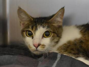 Apple Cider -  Domestic Short Hair Cat for Adoption in Portland, Oregon - Apple Cider | PetCurious
