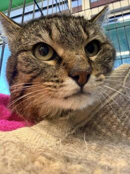 Domestic Short Hair Cats Available for Adoption in Cleveland, Ohio - Sherwood | PetCurious