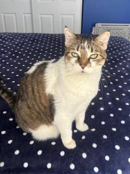 Domestic Short Hair Cats Available for Adoption - Tesla | PetCurious