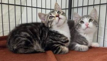 Domestic Short Hair Cats Available for Adoption in Novato, California - Frodo | PetCurious