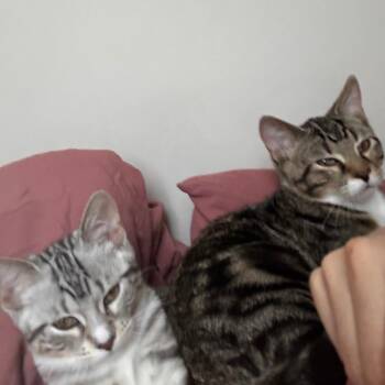 Tiggs - Home to Home -  Domestic Short Hair and Bengal Cat for Adoption in South Elgin, Illinois - Tiggs - Home To Home | PetCurious