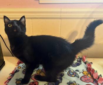 Rescue Domestic Short Hair Cats for Adoption in Benicia, California - Aurora | PetCurious