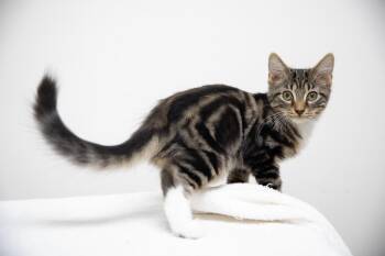 Rescue Domestic Long Hair Cats for Adoption in Montclair, New Jersey - August | PetCurious