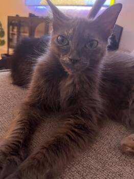 Pixie -  Domestic Medium Hair Cat for Adoption in San Antonio, Texas - Pixie | PetCurious