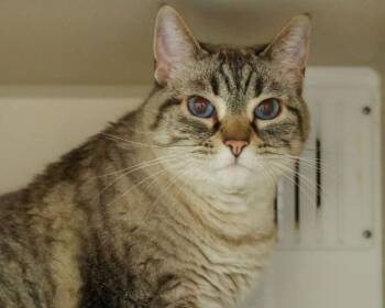 MIMI -  Domestic Short Hair and Siamese Cat for Adoption in Loveland, Colorado - MIMI | PetCurious