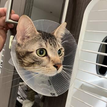 Casanova -  Domestic Short Hair Cat for Adoption in Oak Park, Illinois - Casanova | PetCurious