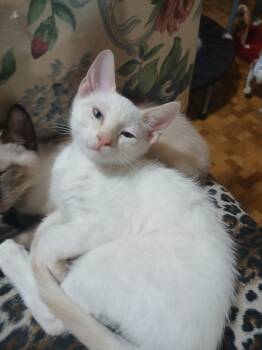 Bubba -  Domestic Short Hair Cat for Adoption in Mobile, Alabama - Bubba | PetCurious
