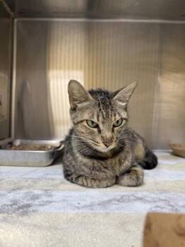 Ashoka -  Domestic Short Hair Cat for Adoption in Honolulu, Hawaii - Ashoka | PetCurious