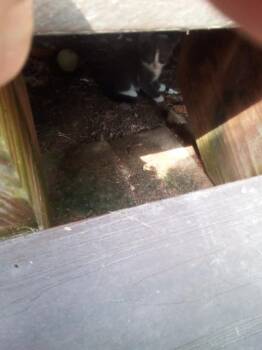 Rescue Domestic Short Hair Cats for Adoption in Auburn, Indiana - Playa Vibe | PetCurious