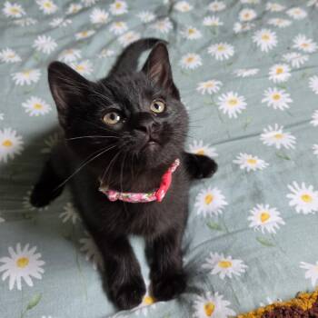 Domestic Short Hair and Bombay Cats Available for Adoption in Rossville, Georgia - Sprite (bonded With Soot) | PetCurious