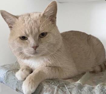 Sam -  Domestic Short Hair Cat for Adoption in Claresholm, Alberta - Sam | PetCurious