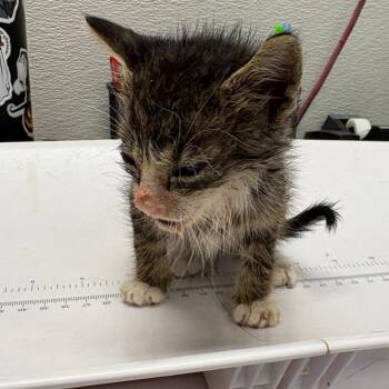 Rayquaza -  Domestic Short Hair Cat for Adoption in Columbiana, Alabama - Rayquaza | PetCurious