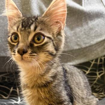 Tumble -  Domestic Short Hair Cat for Adoption in Brea, California - Tumble | PetCurious