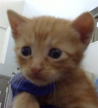 Domestic Medium Hair Cats Available for Adoption in Dallas, Texas - SMORES | PetCurious