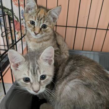 Revere & Bug (sisters. don