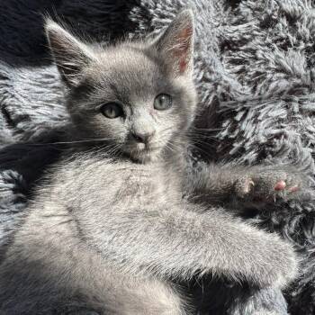 Amarillo Highway -  Domestic Short Hair Cat for Adoption in Fredericksburg, Virginia - Amarillo Highway | PetCurious