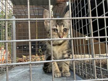 WHINEY -  Domestic Short Hair Cat for Adoption in Dallas, Texas - WHINEY | PetCurious