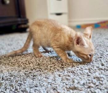 Tangerine (pre adopt) -  Domestic Short Hair Cat for Adoption in Fort Worth, Texas - Tangerine (pre Adopt) | PetCurious