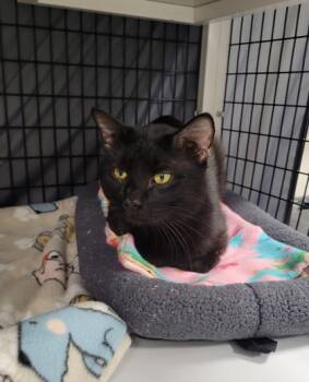 Rescue Domestic Short Hair Cats for Adoption in Neenah, Wisconsin - Uncle Fester | PetCurious