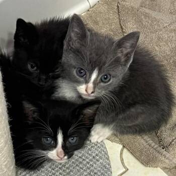 Tee Vee -  Domestic Short Hair Cat for Adoption in Columbus, Georgia - Tee Vee | PetCurious