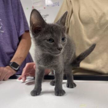 Joon -  Domestic Short Hair Cat for Adoption in Canton, Illinois - Joon | PetCurious