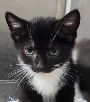 Rescue Domestic Short Hair Cats for Adoption in Spartanburg, South Carolina - Zuma | PetCurious