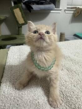 Domestic Short Hair Cats Available for Adoption in Liverpool, Texas - Reebok | PetCurious