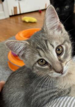 Rye (FCID# 06/03/2026 - 2 Christiana PS) -  Tabby Cat for Adoption in Greenville, Delaware - Rye (FCID# 06/03/2026 - 2 Christiana PS) | PetCurious
