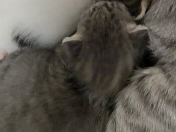 LIZ -  Domestic Short Hair Cat for Adoption in Fort Lauderdale, Florida - LIZ | PetCurious