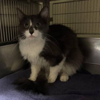 Joliet -  Domestic Medium Hair Cat for Adoption in Bristol, Indiana - Joliet | PetCurious