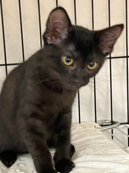 Miney -  Domestic Short Hair Cat for Adoption in Lunenburg, Massachusetts - Miney | PetCurious