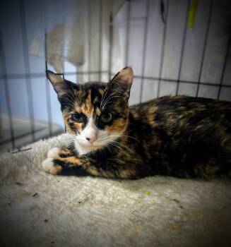 Rescue Domestic Medium Hair and Maine Coon Cats for Adoption in Syosset, New York - Valentina | PetCurious