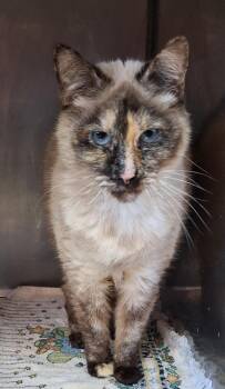Siamese and Tortoiseshell Cats Available for Adoption - Sofie | PetCurious