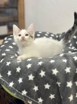 Rescue Tabby Cats for Adoption in Jurupa Valley, California - Zadie | PetCurious