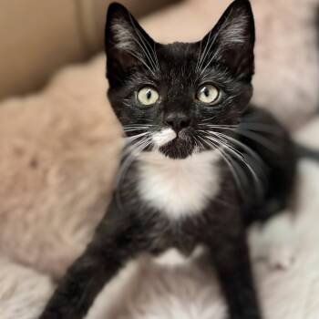 Bruno -  Domestic Short Hair and Tuxedo Cat for Adoption in Wilsonville, Oregon - Bruno | PetCurious