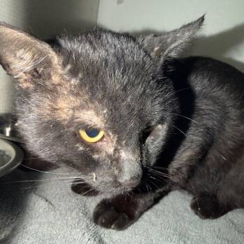 Mark -  Domestic Short Hair Cat for Adoption in Yuma, Arizona - Mark | PetCurious